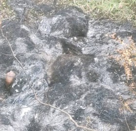 आगो लगाएर दार्चुलामा एकल महिलाको हत्या, २ जना पक्राउ