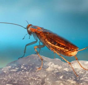 साङ्लाले मन पराउन छाड्यो गुलियो खाना, प्रजननमा असर