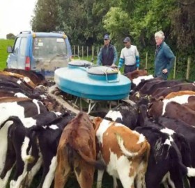 गाई र भेडाले डकार्दा किसानले जरिवाना तिर्नुपर्ने !