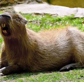 कुनै समय खच्चड जत्रै थियो मुसा, शरीरको वजन साढे ४ सय किलो !