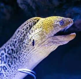 मान्छेको पुर्खा माछा भएको वैज्ञानिकको दाबी