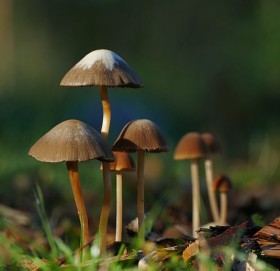 जंगली च्याउ खाँदा दुई जनाको मृत्यु, दुई जना बिरामी