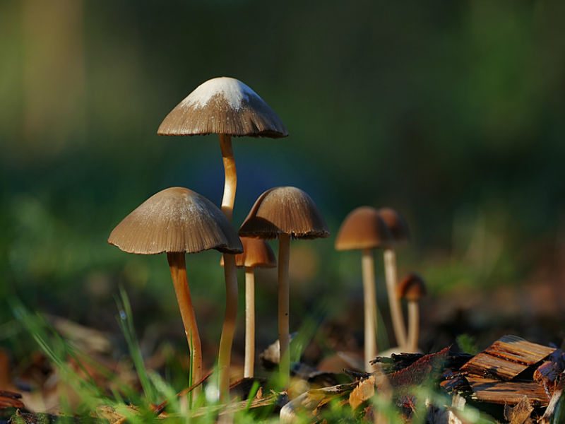 जंगली च्याउ खाँदा दुई जनाको मृत्यु, दुई जना बिरामी