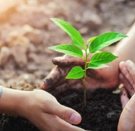 आज चुरे दिवस : एकैदिन एक लाख बोटबिरुवा रोपिँदै