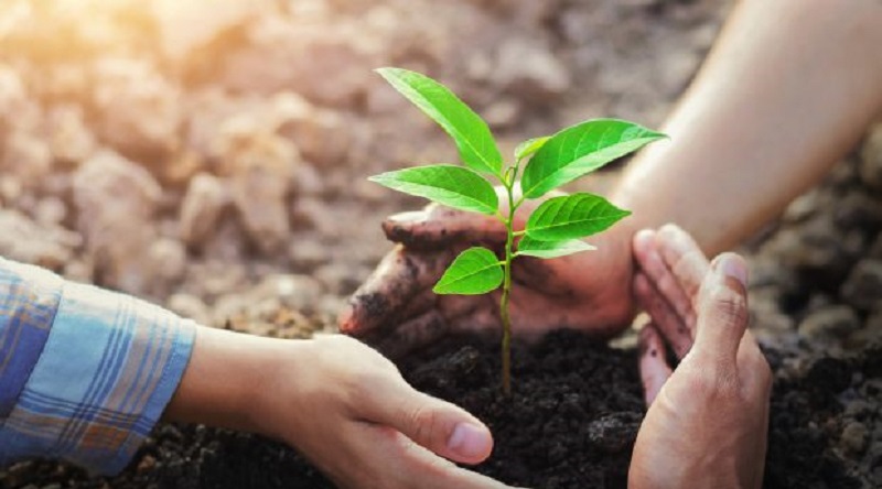 आज चुरे दिवस : एकैदिन एक लाख बोटबिरुवा रोपिँदै