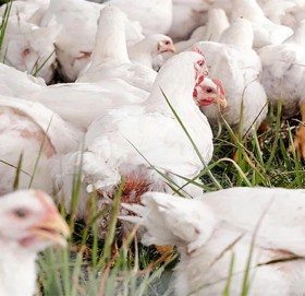 थाइल्याण्डमा किन खुुवाइन्छ कुखुरालाई गाँजा ?