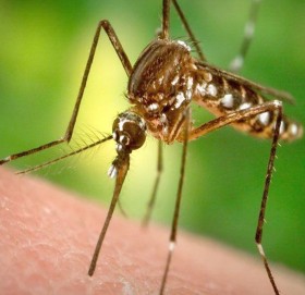 संसारबाट लामखुट्टे मासियो भने के होला ?