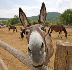 बिहेअघि गधासँग संसर्ग गर्ने अनौठो चलन