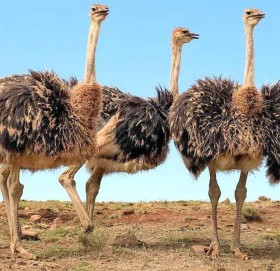 अनौठो खुलासा : मानिसलाई देख्दा बढ्छ सुतुरमुर्गमा यौन इच्छा