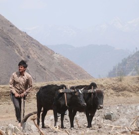 जब प्रदीप खड्काले जुम्लामा हलो जोते…