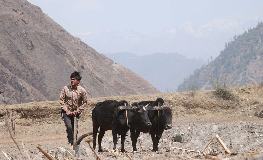 जब प्रदीप खड्काले जुम्लामा हलो जोते…