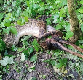 जब अजिङ्गरले जिउँदै बाख्रा खायो