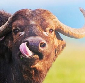 राँगोलाई नियन्त्रणमा लिन नसकेपछि गोली हानी मारियो