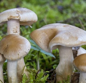 बझाङमा जङ्गली च्याउ खाँदा दाजुबहिनीको मृत्यु