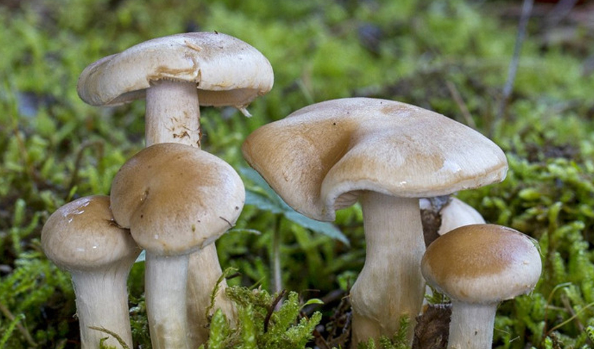 बझाङमा जङ्गली च्याउ खाँदा दाजुबहिनीको मृत्यु