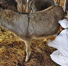 गधाको दुधबाट बनाइन्छ संसारकै महंगो पनीर !