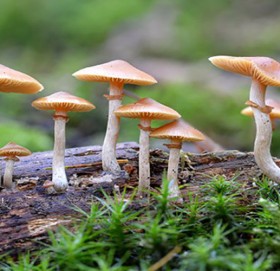 जंगली च्याउ खाएपछि एकै परिवारका ५ जना बिरामी