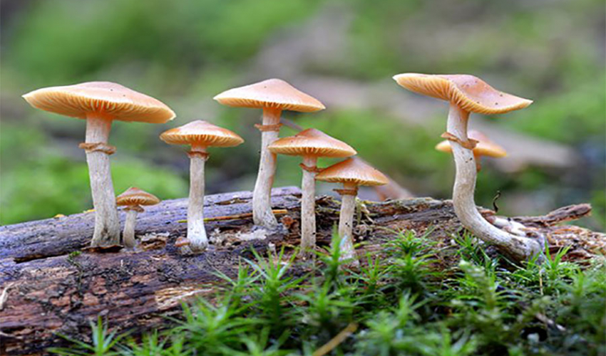 जंगली च्याउ खाएपछि एकै परिवारका ५ जना बिरामी