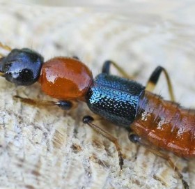 ‘नाइरोबी फ्लाईबाट सतर्क रहनुपर्छ, आत्तिनु पर्दैन’