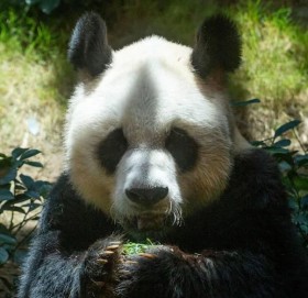 रहेन संसारकै बुढो पाण्डा, ३५ वर्षमा लियो इच्छा मृत्यु