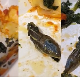 प्लेनको खानामा सर्पको टाउको भेटिँदा