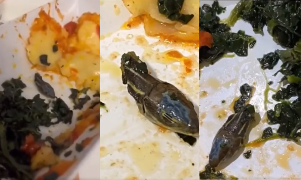 प्लेनको खानामा सर्पको टाउको भेटिँदा