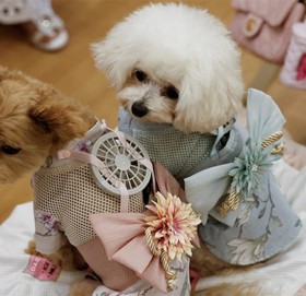 कुकुर र बिरालोकाे लागि जापानले बनायो पंखा जडित कपडा