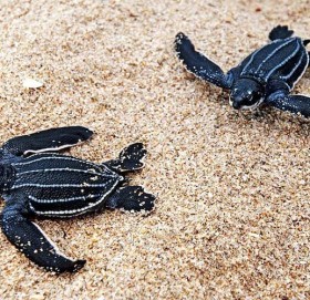 चार वर्षदेखि केवल पोथी कछुवा मात्रै जन्मिए, पर्यावरणीय विपत्तिको संकेत !