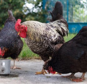 घरमा पालेको कुखुराको अण्डा स्वास्थ्यका लागि खतरनाक !