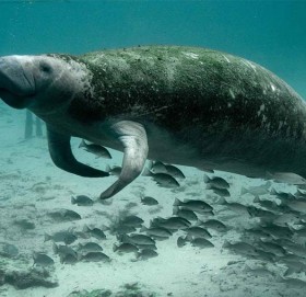 चीनबाट लोप भयो समुद्री गाई !