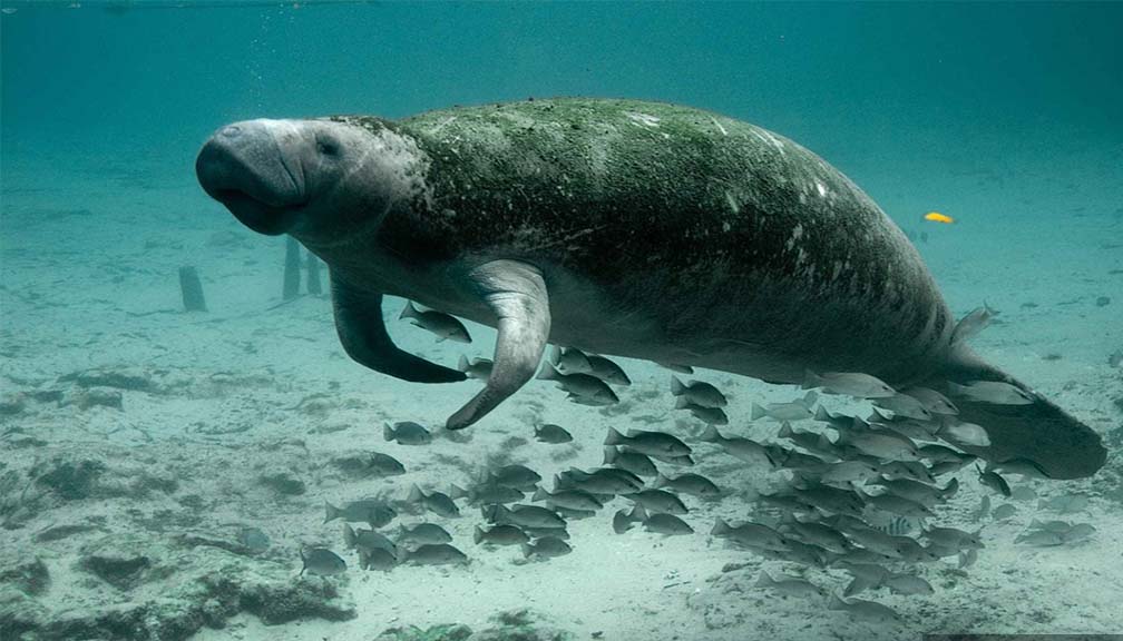 चीनबाट लोप भयो समुद्री गाई !