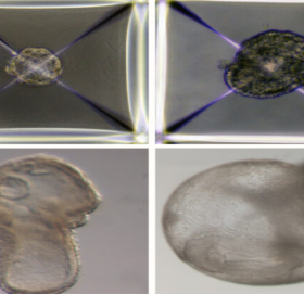 शुक्रकीट र डिम्बबिनै वैज्ञानिकले तयार गरे पहिलो कृत्रिम भ्रूण