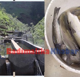 बाजुराको माछा पोखरीमा बाढि पसेपछि माछा मरे