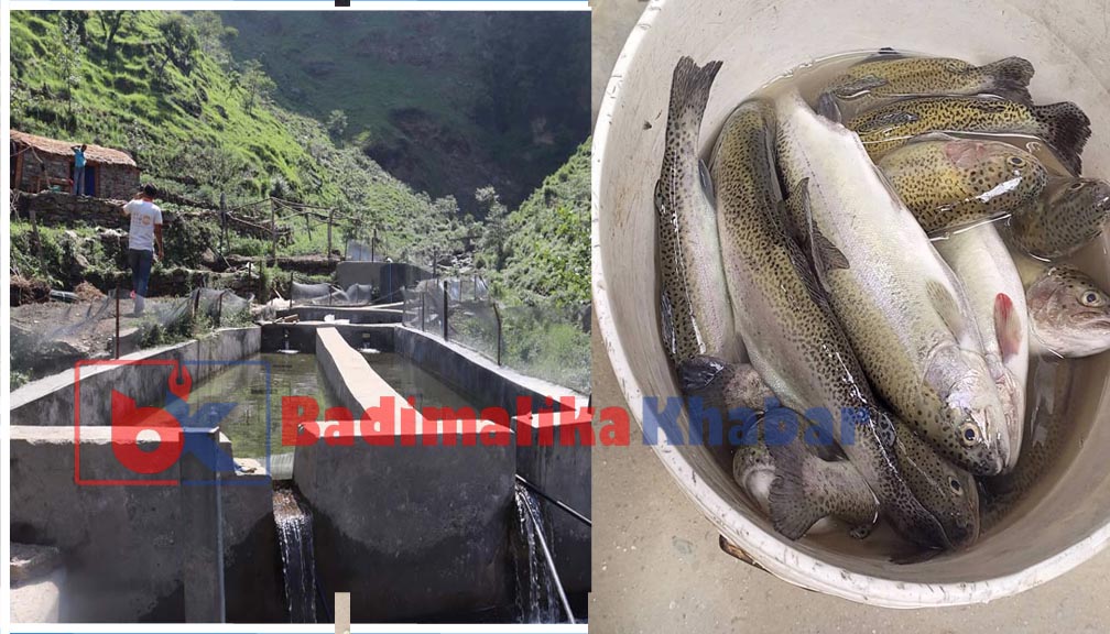 बाजुराको माछा पोखरीमा बाढि पसेपछि माछा मरे