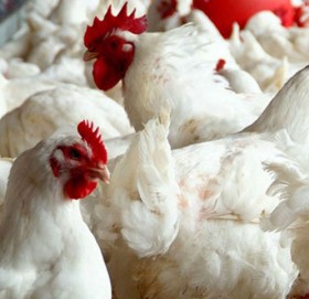 सुदूरपश्चिमका नाका हुँदै भारतबाट खुलेआम कुखुरा तस्करी हुँदै