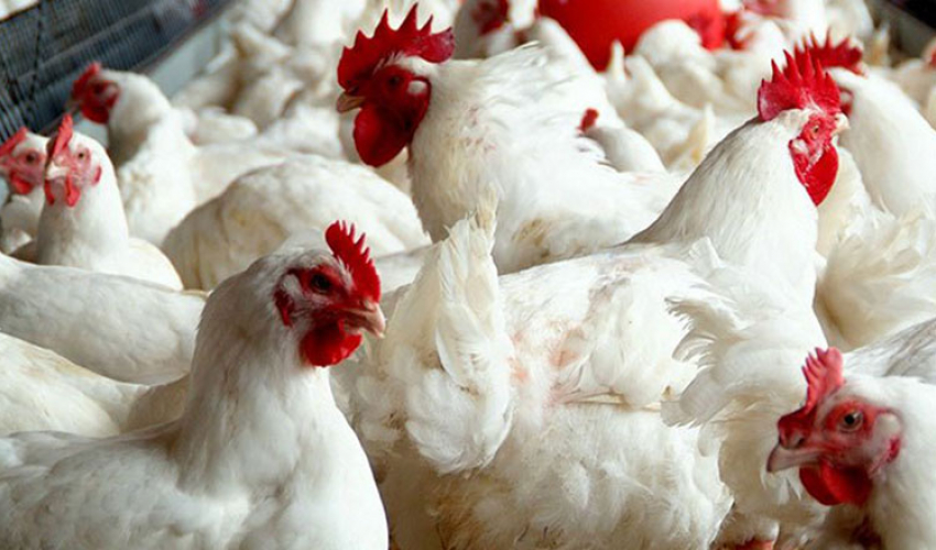 सुदूरपश्चिमका नाका हुँदै भारतबाट खुलेआम कुखुरा तस्करी हुँदै