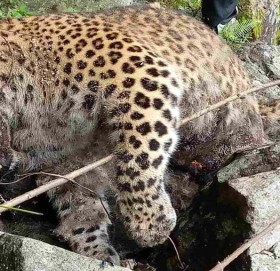 बाजुराको खप्तड छेडेदहमो चितुवा मृत अवस्थामा फेला