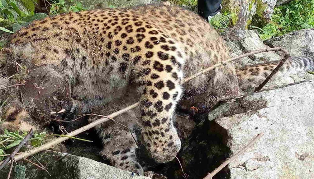 बाजुराको खप्तड छेडेदहमो चितुवा मृत अवस्थामा फेला