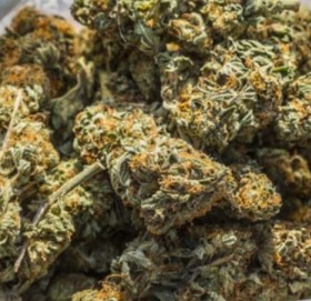 कैलालीमा हतकडीसहित भागेका युवकको घरबाट ४७ किलो गाँजा बरामद