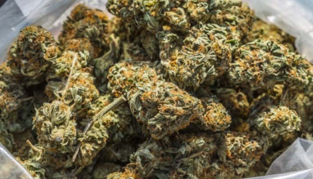 कैलालीमा हतकडीसहित भागेका युवकको घरबाट ४७ किलो गाँजा बरामद