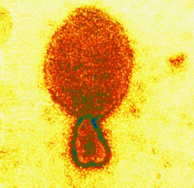 चीनमा जनावरबाट सर्ने नयाँ भाइरसको सङ्क्रमण देखियो