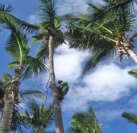 पत्नीको रिसले एक महिनादेखि रुखको बास !