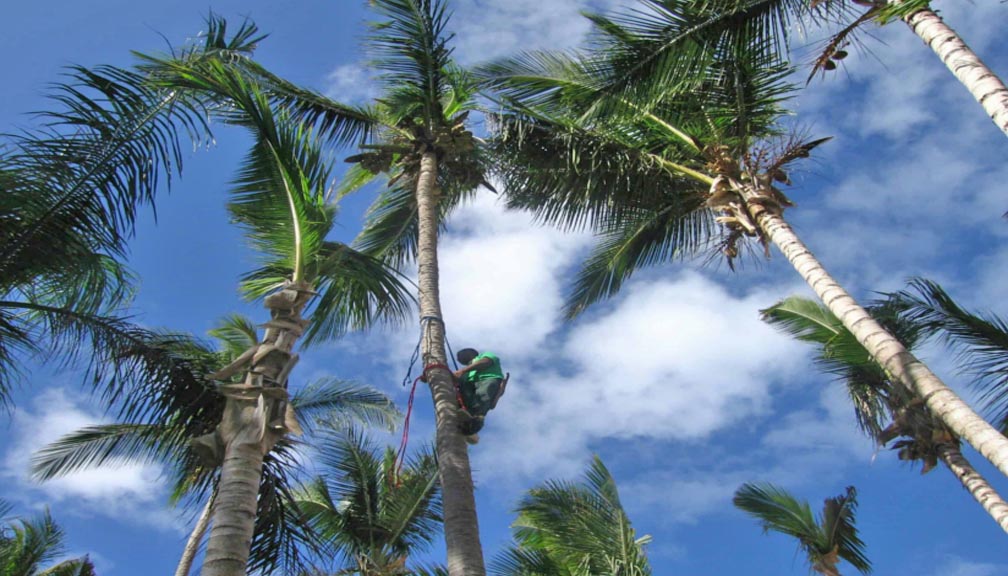 पत्नीको रिसले एक महिनादेखि रुखको बास !