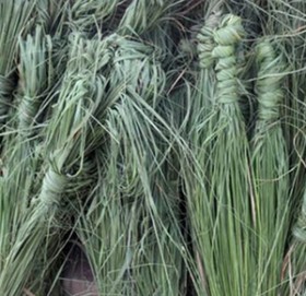 आज कुशे औँसी, बाबुको मुख हेर्ने दिन