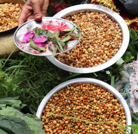 सुदूरपश्चिमेलीहरुको ठूलो चाड गौरापर्व सुरु, आज बिरुडा भिजाइँदै