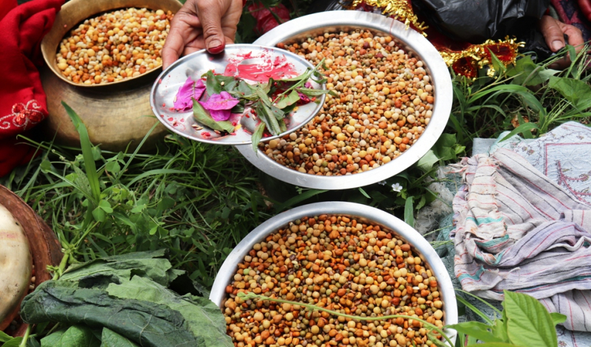 सुदूरपश्चिमेलीहरुको ठूलो चाड गौरापर्व सुरु, आज बिरुडा भिजाइँदै