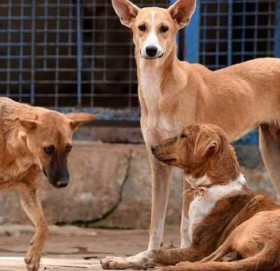 यस्तो गाउँ, जहाँ मानिस होइन कुकुर करोडपति छन्