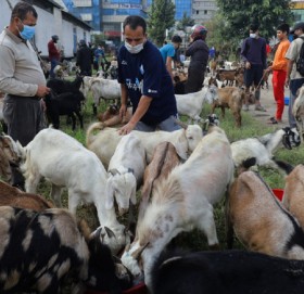 खाद्यले आजदेखि खसीबोका बिक्री गर्ने, कति पर्छ किलोको ?