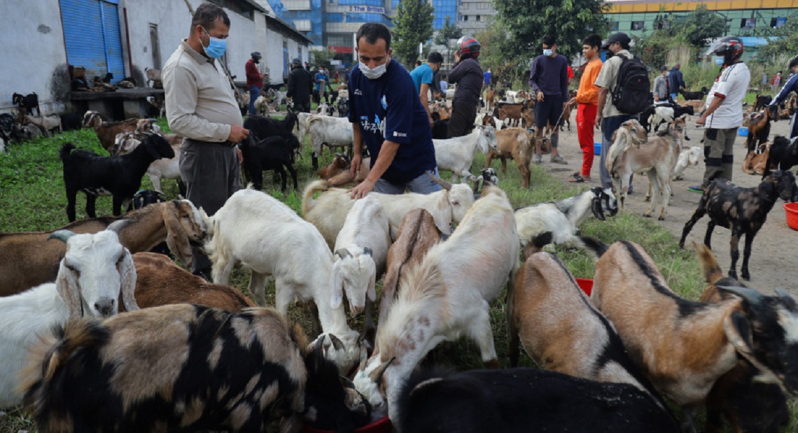 खाद्यले आजदेखि खसीबोका बिक्री गर्ने, कति पर्छ किलोको ?