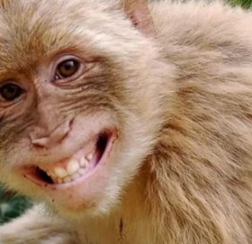 यस्तो गाउँ, जहाँ ३२ एक्कड जमिनको मालिक छन् बाँदर